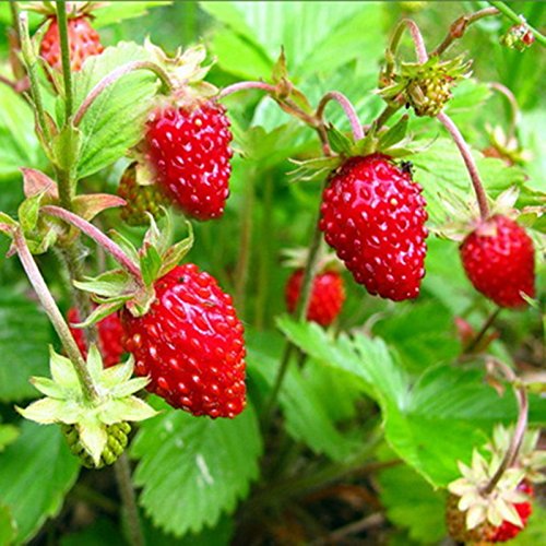 Remontant Strawberries Regina Seeds Organic Russian Berries Seed