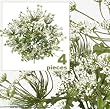 FOUR 20" Artificial Queen Ann's Lace Flower Bushes