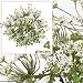 FOUR 20" Artificial Queen Ann's Lace Flower Bushes