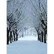 Winter Woods Gallery Wrapped Canvas - 16x20"