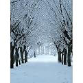 Winter Woods Gallery Wrapped Canvas - 16x20"