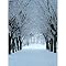 Winter Woods Gallery Wrapped Canvas - 16x20"