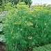 Dill Bouquet Certified Organic Heriloom Seeds 600 Seeds