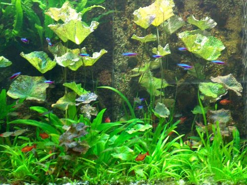 Mühlan 300 Wasserpflanzen + 12000 L. Dünger+Futter+Aufbereiter 
