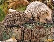 MOTHER & BABY HEDGEHOG Mouse Mat