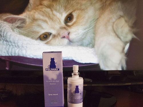 Feliway Plug-In Diffuser with Refill, 48 Milliliters