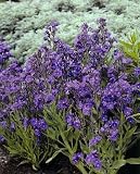 Anchusa 'Loddon Royalist' - Bugloss - Shade