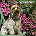 Yorkipoos 2012 Wall Calendar 12" X 12"