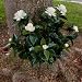 24 Inch Outdoor Artificial Gardenia in White