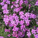 芝桜（シバザクラ）：ダニエルクッション3号ポット4株セット*[きれいなピンク色の大輪系]