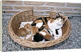 Box Canvas Print of CAT - With kittens in basket from Ardea