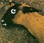Ministry: Animositisomina