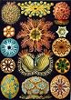 Haeckel Sea Squirts Puzzle