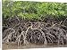 Canvas Prints of The exposed barnacle-encrusted roots of mangrove trees from AWL Discover Images