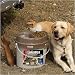 PortablePET Lunch Box - Large