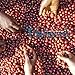 Premium Organic Coffee Beans By Lifeboost - Single Origin Organic Fair Trade Nicaragua Coffee Beans - 12 oz Whole Bean Medium Roast