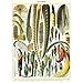 Cavallini Decorative Paper - Plumes 20