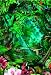 Safari LTD Realm of the Rainforest Laminated Poster