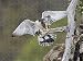 Jigsaw Of Peregrine Falcon - Adult. From Ardea
