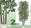 TWO 7' Variegated Ficus REAL WOOD TRUNKS Artificial Trees each with approx. 1134 leaves