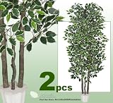 TWO 7' Very Full Variegated Ficus REAL WOOD TRUNKS Artificial Trees each with approx. 1134 leaves