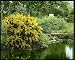 Photographic Prints of Ulex Europaeus Flore Pleno (Double Gorse) from Mary Evans