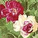 Entertaining with Caspari 20-Pack Cabbage Rose Dinner Napkins