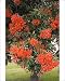 Photographic Prints of MAB-626 Pohutukawa tree - with brilliant red flowers from Ardea Wildlife Pets
