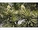 Photographic Prints of ROG-12121 A Garden Yucca from Ardea Wildlife Pets