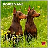 Dobermans 2013 - Dobermann - Original BrownTrout-Kalender