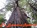 Books : The Lonesome Redwood