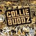 Collie Buddz