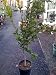 Semi Dwarf Honey Mandarin Orange Tree Five Gallon