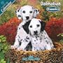 Dalmatian Puppies 2010 Wall Calendar #10204-10