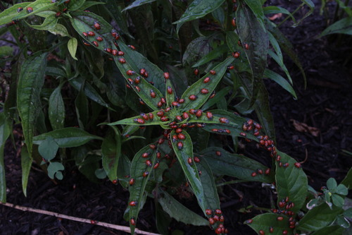 Live Ladybugs - Hirt's Gardens - Approximately 1500