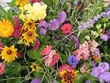 Seed in a Blanket Flower Roll Butterfly Garden Mix