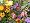 Butterfly Garden Mix