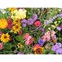 Seed in a Blanket Flower Roll Butterfly Garden Mix