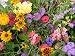  : Seed in a Blanket Flower Roll Butterfly Garden Mix