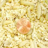 500ct Live Waxworms, Pet Food, Fishing (Free Shipping)