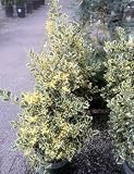 Variegated English Holly, Five Gallon Container