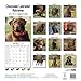 Chocolate Labrador Retriever Calendar - Breed Specific Chocolate Labrador Retriever Calendar - 2015 Wall calendars - Dog Calendars - Monthly Wall Calendar by Avonside