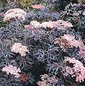 Black Lace Elderberry Sambucus