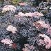 Black Lace Elderberry Sambucus