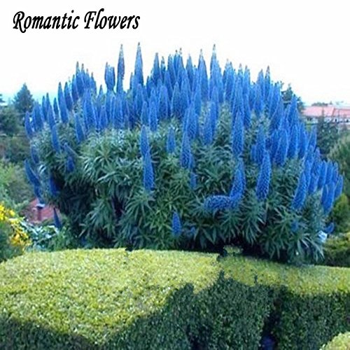Rare Blue Pampas Grass Seeds Flower Garden Potted Ornamental Grass Seed Rare Blue Pampas Grass Seeds Flower Garden Potted Ornamental Grass Seed