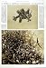 1952 Sargassum Fish Weed Habitat Camoflage Old Print