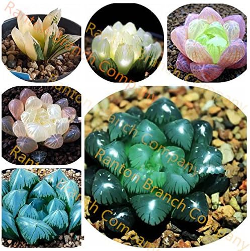 Free shipping 100 seeds Lithops Pseudotruncatella Living Stone Rare Succulent Seeds Home Garden Plant seeds