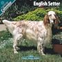 English Setter 2010 Wall Calendar 12" X 12"