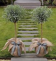 Pair of Lavender Trees