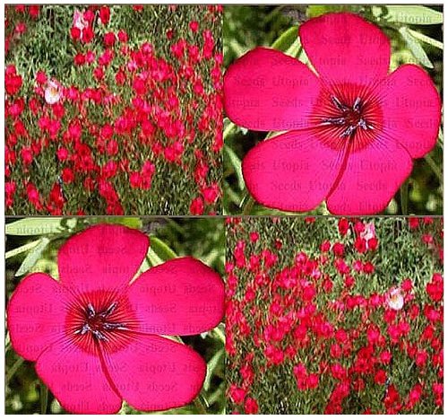 700 SCARLET FLAX ~BRILLLIANT DEEP RED HEAVY BLOOMS Flower Seeds ~ Zone 3-10 ~ 700 SCARLET FLAX ~BRILLLIANT DEEP RED HEAVY BLOOMS Flower Seeds ~ Zone 3-10 ~